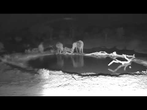 Djuma: Two Elephants come for a drink - 19:21 - 12/27/18