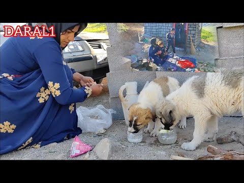 "Love in the mountains: the story of Hajar, Sohrab and the loyalty of dogs"