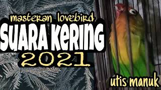 Download lagu masteran lovebird konslet suara kering mp3 Download lagu masteran lovebird konslet suara kering mp3