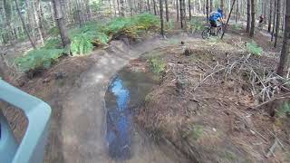 Four Marks Go To Swinley Forest