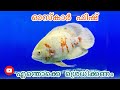 oscar fish malayalam |#oscar fish| caring and breeding |Details and Review