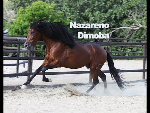 Nazareno Dimoba - Junio 2018