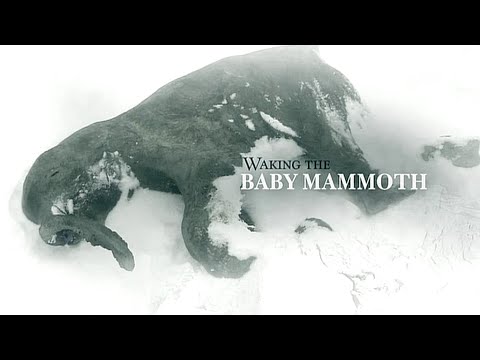 Waking the Baby Mammoth (2009)