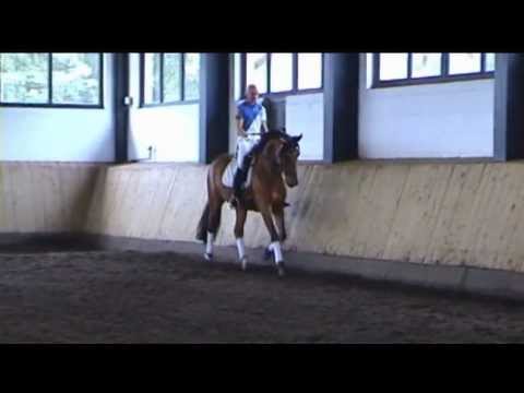 HANN  STUTE, geb. 2008, LONDONTIME/ GRAF GANNUS