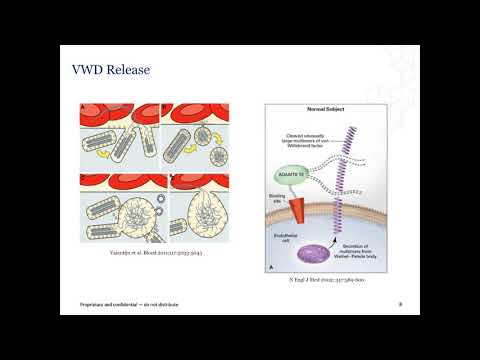 Laboratory Diagnosis of von Willebrand Disease (VWD)