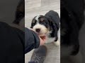Mini Bernedoodle dogs for sale: Maddie - Video 1