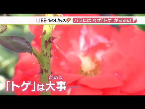 牡丹:春のバラ 植物