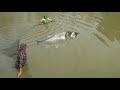 Village Beautiful Woman Catching Big Fish By Cast Net Fishing Fish Fishing By Machhali Wala