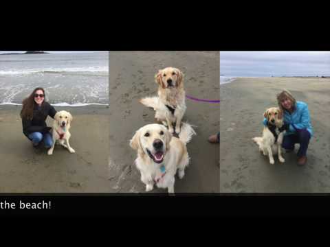 Dogs First Beach Experience