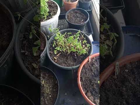 Window Garden Update Part 1