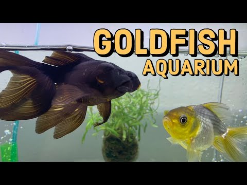 Spring Cleaning the Goldfish Tank // Aquarium Maintenance and Refresh