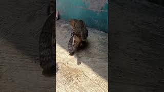 Download lagu kucing kawin mp3