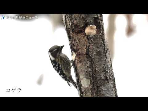 鳥の保護: 冬の餌付けのヒント 自然と動物