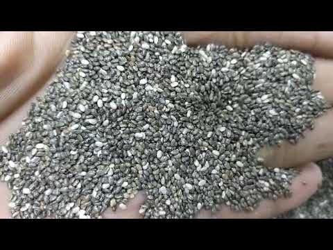 Chia Seeds  - Salvia Hispanica