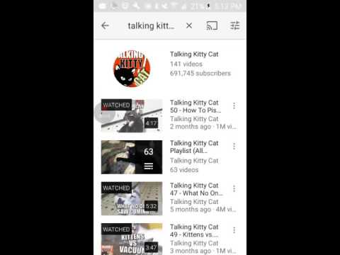 Meet shelby the dog! Reacting to talking kitty cat 3