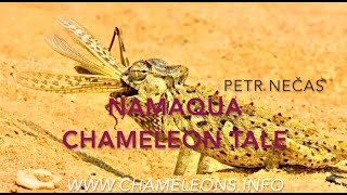 The Nanaqua Chameleon Tale
