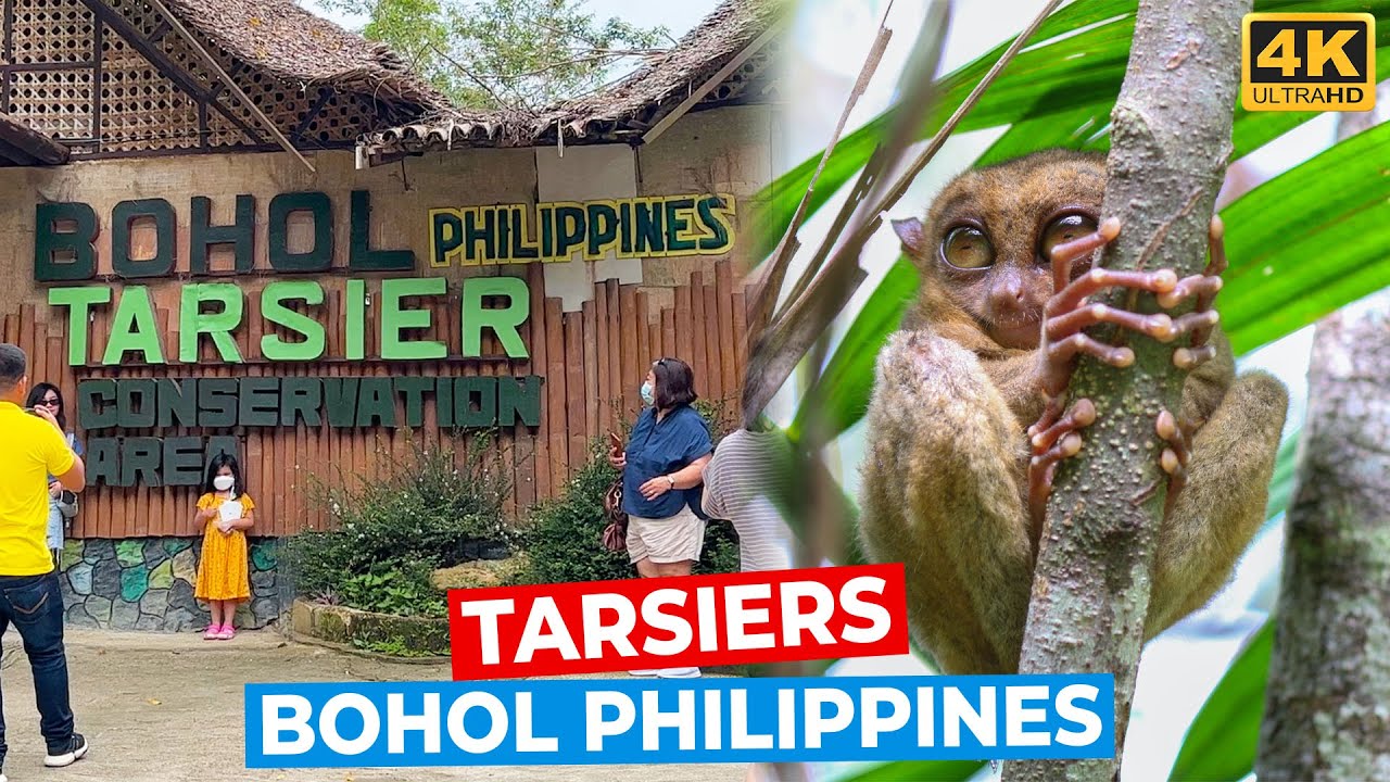 Embark on a virtual tour of Philippine Tarsier Sanctuary.