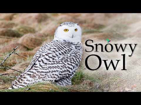 Sova snežná (Bubo scandiacus) — videoukážka druhu v prirodzenom prostredí