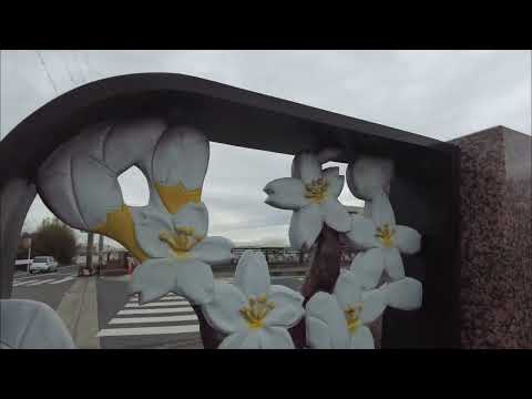 Relaxing Sakura Forest in Japan #asmr