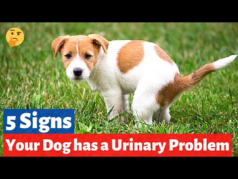 YouTube video about: Why is my dog's pee greasy?