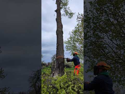 фото спил, валка, удаление, обрезка деревьев узда и узденский район 0