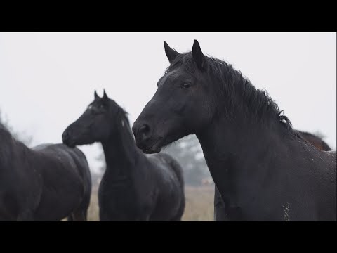 M5 TV – Egy magyar lófajta nyomában: a muraközi lovak – 2026/2. adás – 2026.01.11.