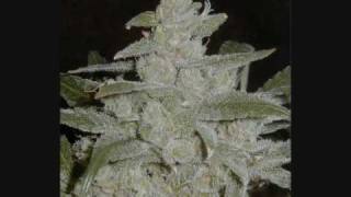 Six feet under - White widow