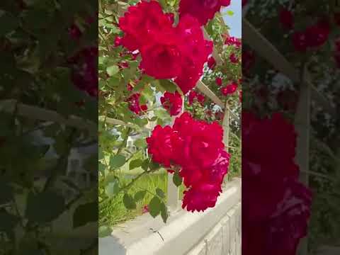 Phoolon ko Mohabbat Shabnam se#flowers #nature #flower #love #photography #flowerstagram #nature🌹🌷