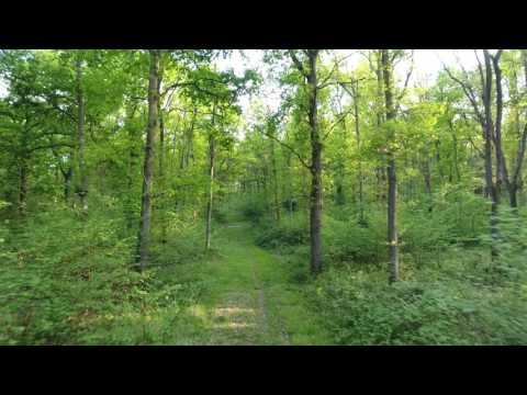 P4: Fly through the woods | slow and smooth | 10/05/17