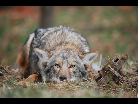 Catching Canines... a Guide to Trapping Coyote & Fox
