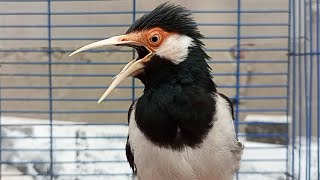 Download lagu Suara Jalak Suren Gacor Mompa Full Variasi - Masteran Suara Burung Jalak Agar Gacor Full Isian Mewah mp3 Download lagu Suara Jalak Suren Gacor Mompa Full Variasi - Masteran Suara Burung Jalak Agar Gacor Full Isian Mewah mp3