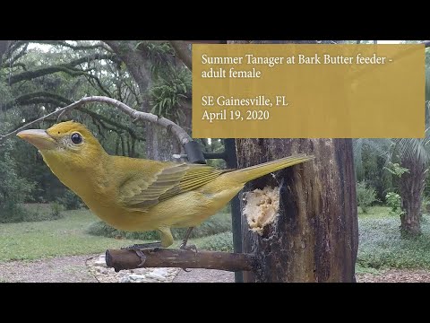 Female Summer Tanager at Bark Butter feeder April 2020