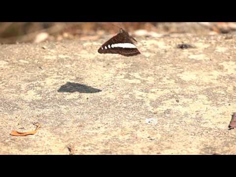 アオオビイチモンジの飛翔　Sumalia daraxa in flight