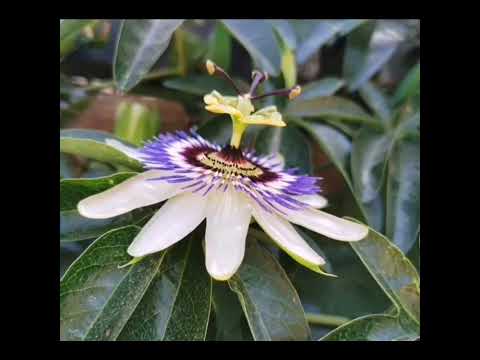 Meryhuano ft Lepa Radic - Moraleja Prod High Beatz