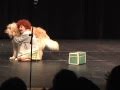 Annie Jr Tomorrow With Awesome Real Sandy Goldendoodle