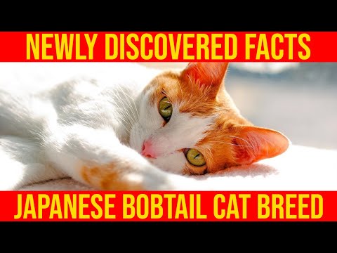10 New Discovered Facts About Japanese Bobtail Cat Breed/ All Cats