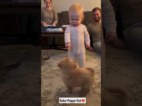 🥹 Baby Meets a Puppy & Cat for the First Time! 🐶🐱 Cutest Reaction Ever ❤️ #Shorts #trending #viral