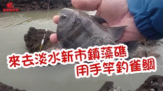 【北海岸釣魚】來去淡水新市鎮藻礁用手竿釣雀鯛｜蝦皮愛釣魚