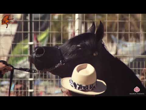 N 95 MAHASIN DE CARTHEREY   2020 Menton Mediterranean and Arab Countries Arabian Horse Championship