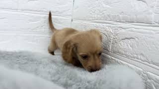 ミニチュアダックスの動画01