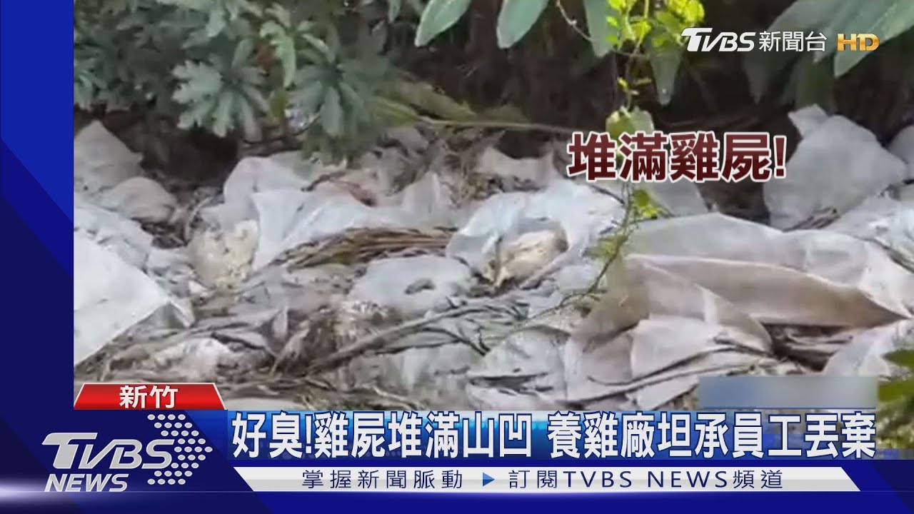 好臭!雞屍堆滿山凹 養雞廠坦承員工丟棄