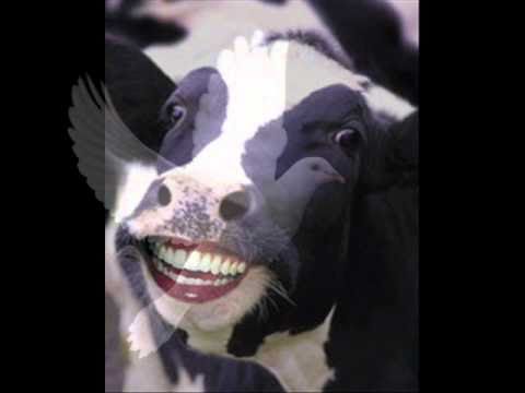 chavcow on BYBB With Natural nate