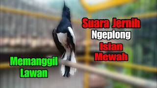 Download lagu suara kacer gacor NGEPLONG tarung ini paling AMPUH buat PANCINGAN KACER agar EMOSI NYAUT mp3 Download lagu suara kacer gacor NGEPLONG tarung ini paling AMPUH buat PANCINGAN KACER agar EMOSI NYAUT mp3