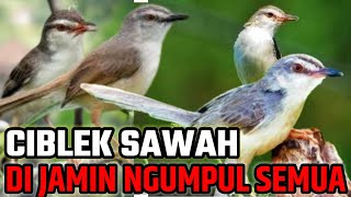 Download lagu suara pikat ciblek sawah mp3