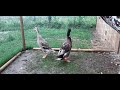 The Difference In Voice Between Male And Female Indian Runner Ducks