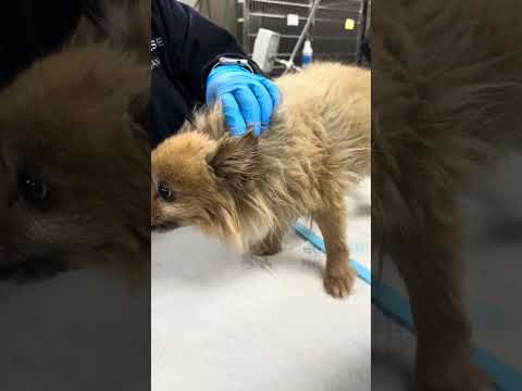 Congestive heart failure causing respiratory distress in a dog