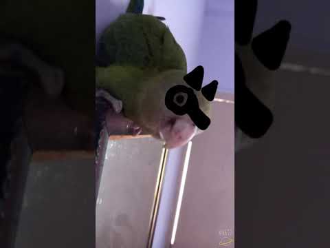 Tinklyna Cat Nour transform 🐈‍⬛🤘🤘