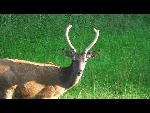 Rotwildjagd im August - Hochgabler