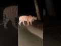 Coimbatore To Ooty Night Drive Safe