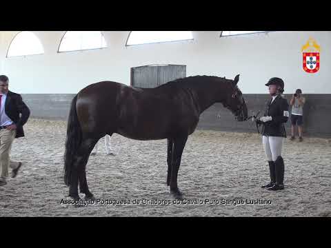 220716 15 Mar Bravo Aprovação de Garanhões